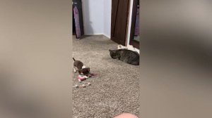 Забавные коты 4