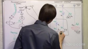 Ацетилхолиновый синапс