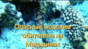 Мальдивы в ноябре. 28 серия. Завтрак на Fihalhohi. Опасная живность у пирса. Крылатка и мурена.