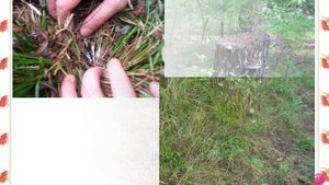 А. Береснев. Хитрые грибы