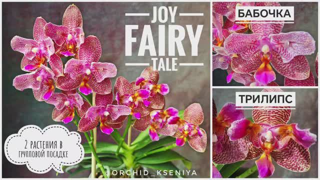 Phal. Joy Fairy Tale бабочка и трилипс |Групповая посадка ароматных восковых азиатских орхидей.Обзор