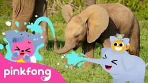 Baby Elephant thump, thump, thump | Baby Animals Songs | Pinkfong for Kids