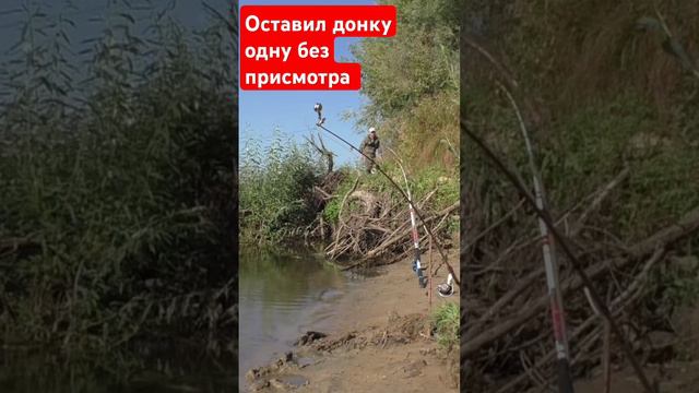 Оставил донку одну без присмотра #рыбалкавидео #ловим #рецепт