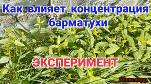 Как влияет концентрация барматухи. ЭКСПЕРИМЕНТ