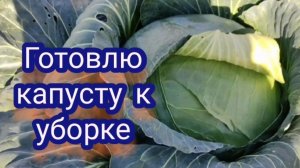 Скоро убирать капусту. Готовлю капусту к уборке.