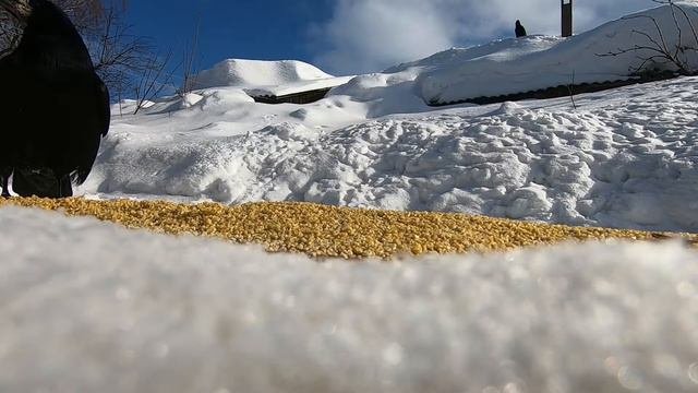 Ворона