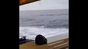 СМЕШНЫЕ ЖИВОТНЫЕ