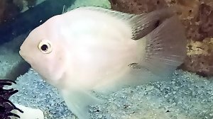 Заселила в НОВЫЙ #аквариум #платиновый_попугай и #сапфировый_попугай #цихлазома_фламинго