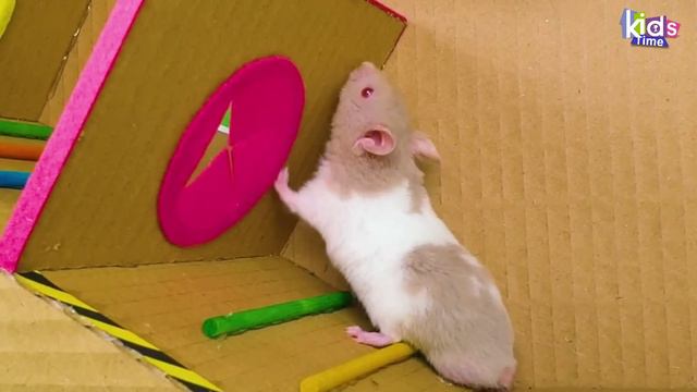 Радужный лабиринт для хомячка с бассейном и шариками! Лабиринт для хомячков