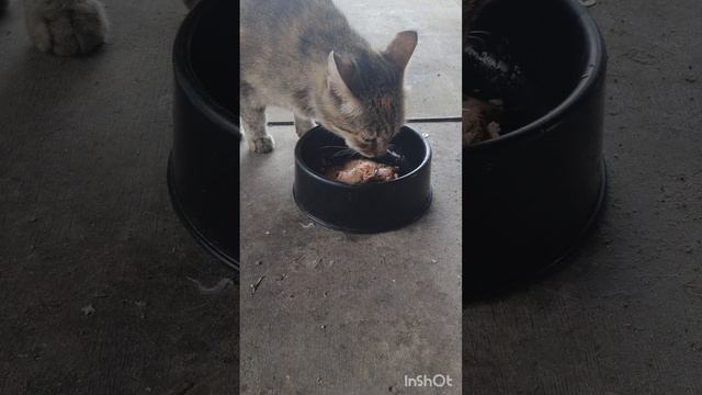 В благодарность за заботу притащили птицу#ЛикаХолод#Котики#Юмор#ПомощьЖивотным