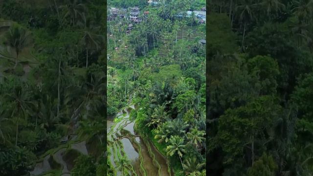 Рисовые террасы Тегаллаланг, Бали. Tegallalang Rice Terraces, Bali.