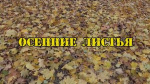Осенние листья