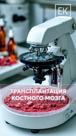 Всё о донорстве костного мозга