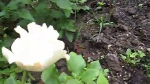 Наша клумба с розами