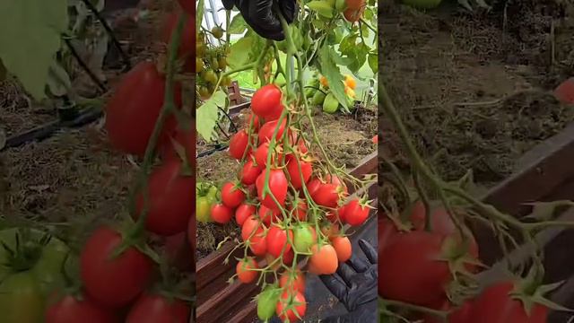 Мега урожайный сорт. Козула мегагрон