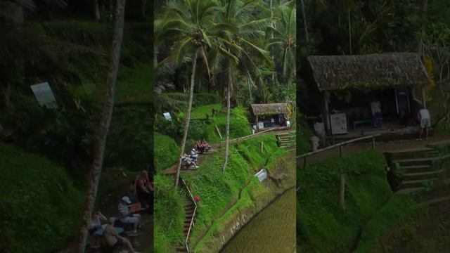 Рисовые террасы Тегаллаланг на острове Бали. Tegallalang Rice terraces in Bali  #убуд #bali #ubud