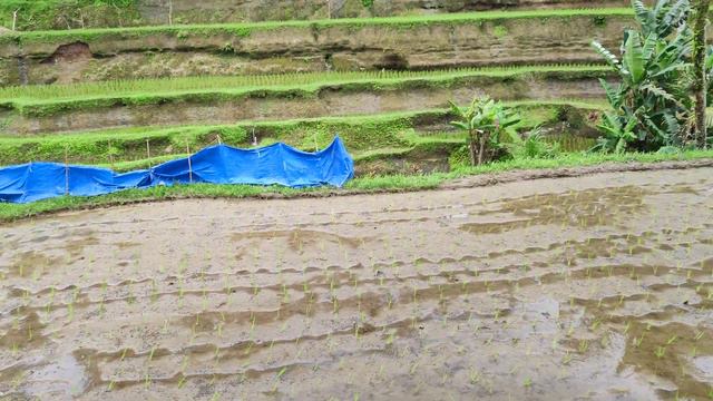 Рисовые террасыТегаллаланг, Бали. Tegallalang Rice Terraces, Bali.