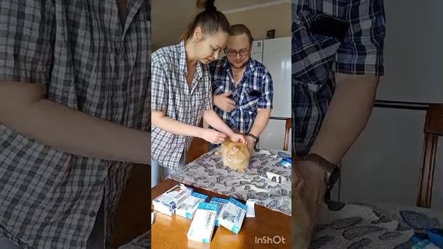 Плановая обработка животинок от глистов, блох#ЛикаХолод#Котики#ПомощьЖивотным