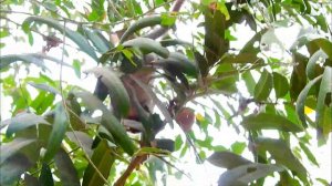 DEEP CRY SAD SOUND BEHIND MOM ! Anna lest care her baby_Alba cry fear fall angry not care.