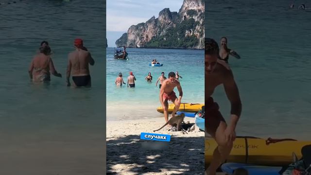 Будьте осторожны, тайские обезьяны на Пхукете, Be careful, Thai monkeys in Phuket