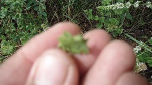 Мои Мятушки-травушки. Первый обзор. 
И немного об Эригероне Канадском.