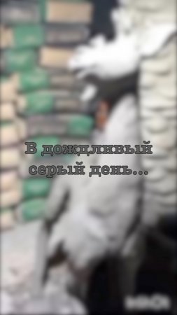 Осенью...