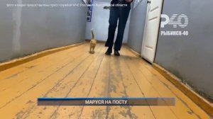 🐱Маруся на посту.