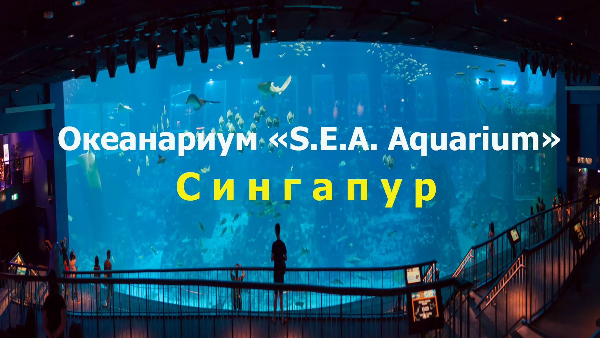 Океанариум «S.E.A. Aquarium» на острове Сентоза в Сингапуре