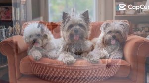 Лежанки для собак маленьких пород.