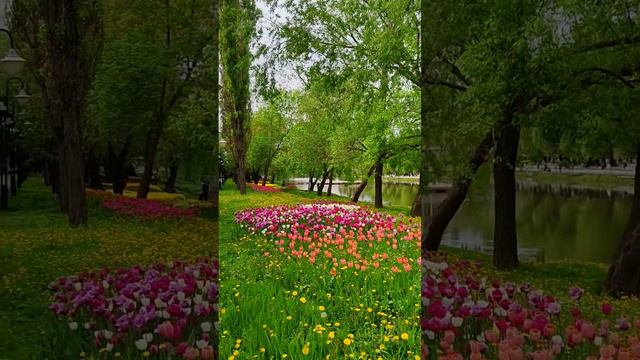 Белгород, в парке Победы. Belgorod, in Victory Park. #белгород  #цветы  #парк #belgorod  #flowers