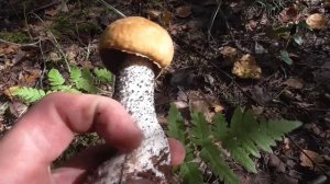 По ГРИБЫ всей СЕМЬЁЙ! ДЕРЖИСЬ ГРИБЫ!