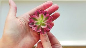 Распаковка посылки с суккулентами из Челябинска!