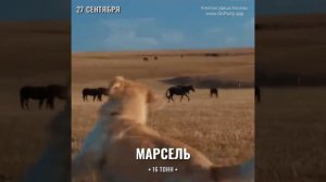Группа Марсель - Концерт 27 сентября 2024 - Клуб 16 Тонн