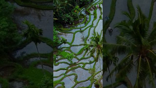 Рисовые террасы Тегаллаланг на острове Бали. Tegallalang Rice terraces in Bali  #убуд #bali #ubud