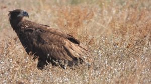 Орлан белохвост (Haliaeetus albicilla) грачи и улитки в Крыму.