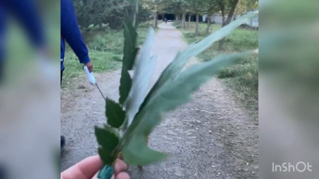 Золотая осень, прогулки с любимыми) смотреть онлайн