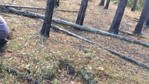 грибы в сентябре