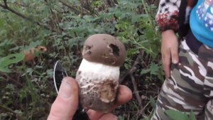 За БЕЛЫМИ и ПОДОСИНОВИКАМИ в ЛЕС!