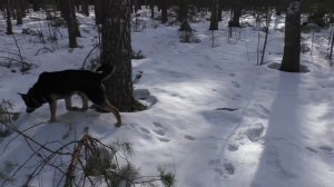 СПАСЛИ ЖИВОТИНКУ! Поход в лес БРУСНИЧНЫЙ ЧАЙ...