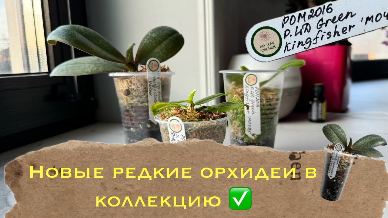 Как заполучить себе очень редкие орхидеи в коллекцию ✅🤤 распаковка #phal #orchidflower #орхомания