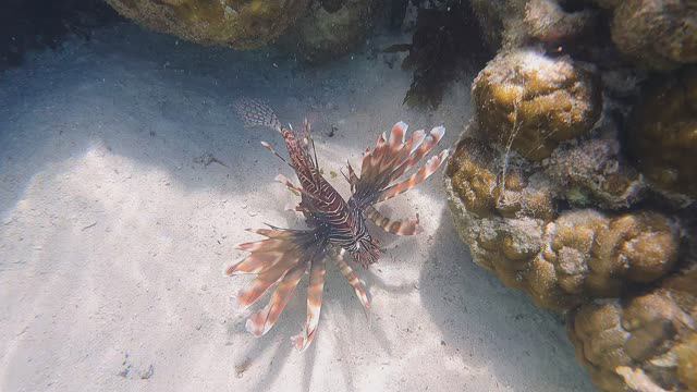 Anse Royale Beach - Underwater Part 2