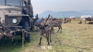 Будни оленеводов. Дойка оленей