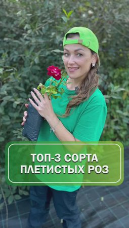 Топ-3 плетистых розы 🌹