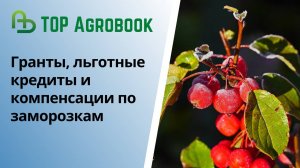 Что будет с грантами, льготными кредитами и компенсациями по заморозкам? | TOP Agrobook