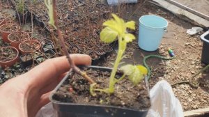 Распаковка посылки с саженцами