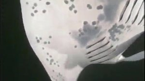 Акула рассуждает о новом любовнике - скате Манте