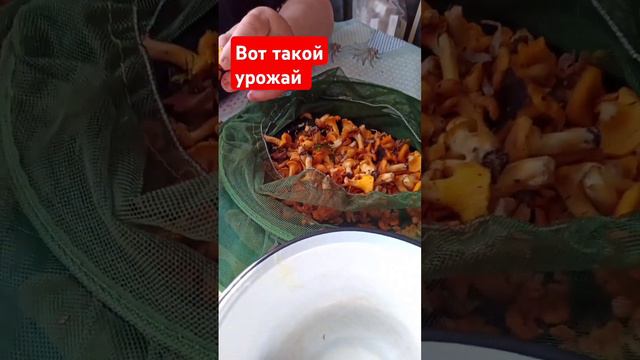 Вот такой у нас урожай