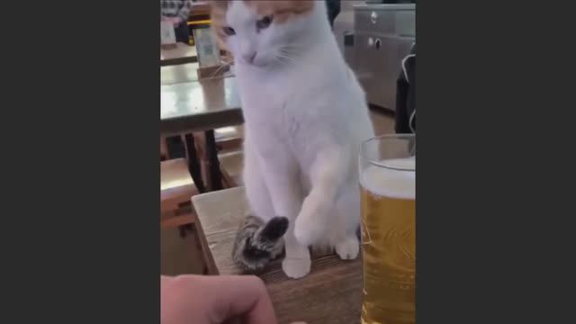 Попробуй не засмеяться, удивительно смешные кошечки и собачки, часть 13