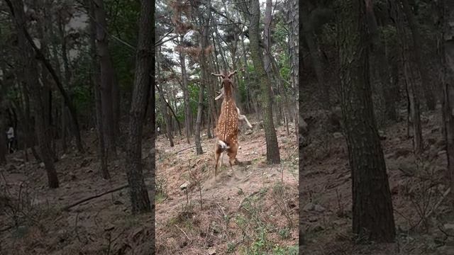 Пятнистые Олени: Грациозные Бойцы в Дикой Природе 🦌