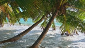 Palm Tree & Sea Baie Lazare & Takamaka Seychells